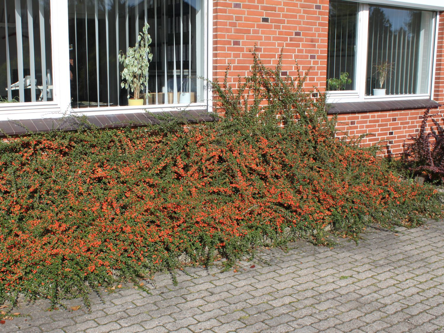 dammeri skogholm.jpg